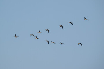 Bean goose flying in the sky