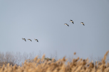 Bean goose flying over the reeds.