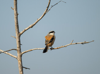 A long-tailed strike on the dead branches.