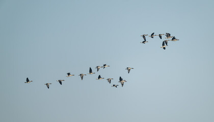 Bean goose flying in the sky