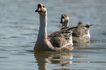 Swan Goose in the water