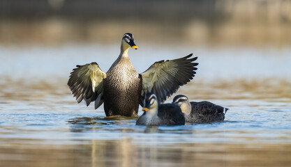 Spot-billed duck spreading its wings in the water.