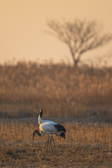 A group of red-crowned cranes resting in the reeds.