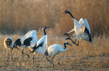 A group of red-crowned cranes fighting in the reeds