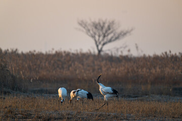 A group of red-crowned cranes resting in the reeds.