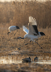 A red-crowned crane spreads its wings in the wetlands.