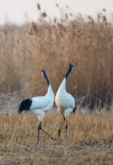 A pair of red-crowned cranes calling toward the sky.