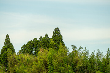 空と木々の調和