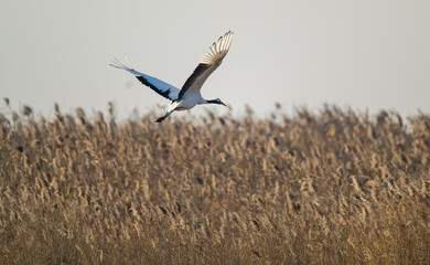 A red-crowned crane in flight.