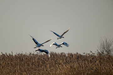 A flock of red-crowned cranes flying over the reeds.