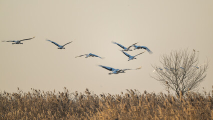 A flock of red-crowned cranes flying over the reeds.