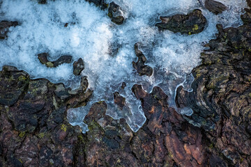 frozen drops on bogh with snow in a wonderful winterwonderland in Austria