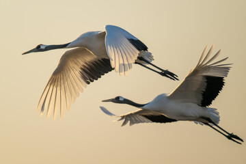 Close-up of two red-crowned cranes flying side by side.