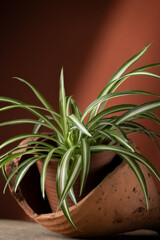 Close up view of indoor chlorophytum plant planted in a ceramic pot. Concept of botany, home interior, plant growing
