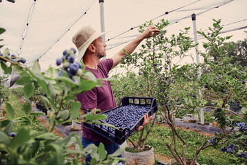 Farmer picking fresh blueberries on a farm.