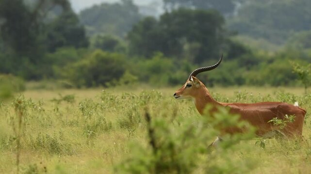 Thomson's gazelles standing in the open plains of Kenya grassland, scouting the field for danger