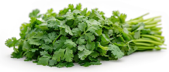 Fototapeta premium bunch of parsley