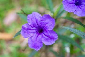 Flowers of Ruellia is a genus of flowering plants of the Acanthus family