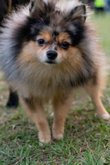 A fluffy Pomeranian dog is happily enjoying its time on the grass, its vibrant coat shimmering in the sunlight. The playful expression and wagging tail capture the breed's charming and energetic