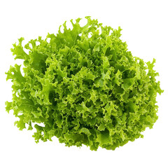 Obraz premium Fresh green lettuce bunch transparent background high-quality image studio setting close-up healthy eating concept