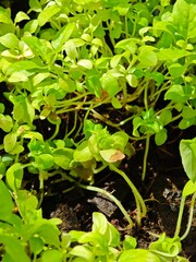 Fresh Green Seedlings Growing in Healthy Soil Under Bright Sunlight