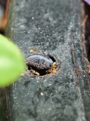 Close-Up View of Ants Near a Small Hole in a Black Surface