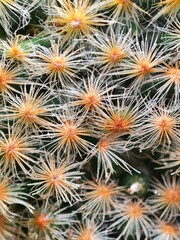 Obraz premium Close-up of Cactus Detail with Unique Spiky Orange Thorns