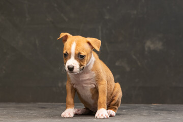 American Staffordshire Terrier puppy on a dark background