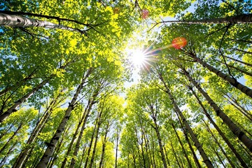 Obraz premium Bright sunlight shines through vibrant green birch tree leaves, creating a peaceful forest atmosphere seen from below, evoking serenity and nature. Ai generative