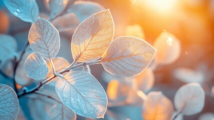 Frost Covered Leaves Glowing In Sunrise Light