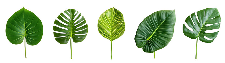 Fototapeta premium Collection of vibrant tropical green leaves with unique textures and shapes on a transparent background. Isolated png illustration for botanical designs, overlays, nature-inspired compositions