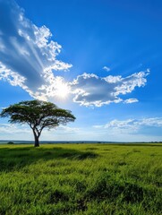 Obraz premium Sunny landscape with isolated tree open field nature photography vibrant sky wide angle serenity and peace
