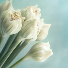 Obraz premium Close-up of elegant white flower buds against a soft blue background.
