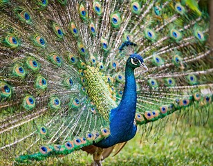 Obraz premium Elegant Peacock Fanning Its Vibrant Feathers in a Lush Garden Setting