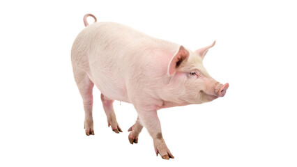 Pig isolated on transparent background