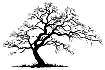 An intricate artistic black-and-white depiction of a sprawling tree with detailed branches, highlighting the beauty of natural complexity, isolated on a transparent background