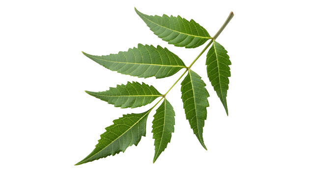 Neem leave isolated on transparent background