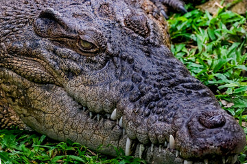 Alligator lies waiting in a Pond for the next victim.