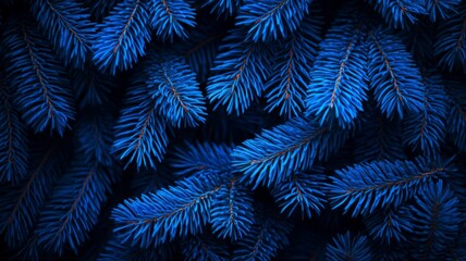 Vivid Blue Spruce Branches Close Up Detail