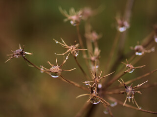 雨の12月撮影した枯れたウイキョウ