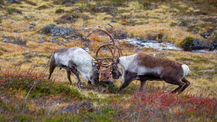 Reindeer bucks in a fight in the mountains in autumn