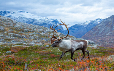 Reindeer buck in the mountains, with white mountains in the background.