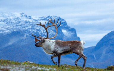Reindeer buck in the mountains, with white mountains in the background. © Andre