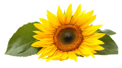 Obraz premium Picturesque sunflower field isolated transparent background