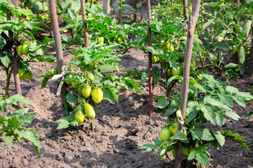 Green tomatoes ripening under warm sun in a vibrant garden setting