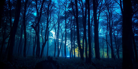A peaceful and serene forest at night, with trees casting shadows on the ground. The sun is setting in the distance, creating a warm glow that illuminates the forest. The scene is quiet and calm