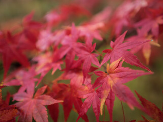 12月に撮影した紅く紅葉したモミジ