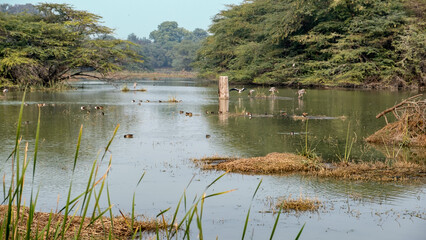 Obraz premium reeds on the bank of lake, ducks and birds in the lake, view of a bird santuary