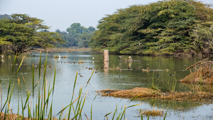 reeds on the bank of lake, ducks and birds in the lake, view of a bird santuary