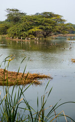 reeds on the bank of lake, ducks and birds in the lake, view of a bird santuary